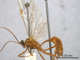 ǦW:Ophion flavopictus Smith, 1874