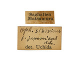 學名:Ophion takaozanus Uchida, 1928