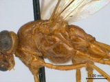 中文種名:夜蛾瘦姬蜂學名:Ophion luteus (Linnaeus, 1758)