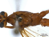 中文種名:夜蛾瘦姬蜂學名:Ophion luteus (Linnaeus, 1758)