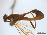 中文種名:夜蛾瘦姬蜂學名:Ophion luteus (Linnaeus, 1758)