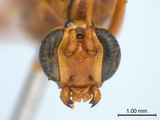 中文種名:夜蛾瘦姬蜂學名:Ophion luteus (Linnaeus, 1758)