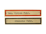 學名:Ophion obscuratus Fabricius, 1798