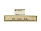 學名:Alophophion chilensis (Spinola, 1851)