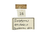 學名:Sinophorus wushensis Sanborne, 1990