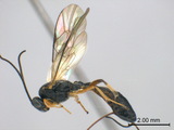 ǦW:Sinophorus wushensis Sanborne, 1990