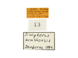 學名:Sinophorus wushensis Sanborne, 1990