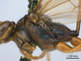 中文種名:斑翅細瘦姬蜂學名:Leptophion orientalis (Morley, 1912)