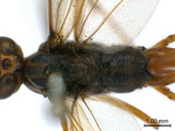 中文種名:斑翅細瘦姬蜂學名:Leptophion orientalis (Morley, 1912)