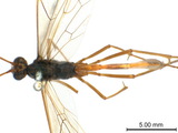 中文種名:斑翅細瘦姬蜂學名:Leptophion orientalis (Morley, 1912)