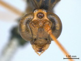 中文種名:斑翅細瘦姬蜂學名:Leptophion orientalis (Morley, 1912)