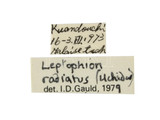 中文種名:斑痣細瘦姬蜂學名:Leptophion radiatus (Uchida, 1956)