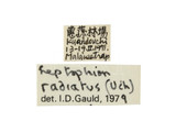 中文種名:斑痣細瘦姬蜂學名:Leptophion radiatus (Uchida, 1956)