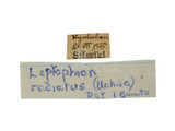 中文種名:斑痣細瘦姬蜂學名:Leptophion radiatus (Uchida, 1956)