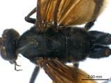 學名:Rhynchophion flammipennis (Ashmead, 1894)