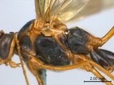 學名:Stauropoctonus bombycivorus (Gravenhorst, 1829)