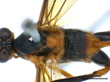 學名:Stauropoctonus bombycivorus (Gravenhorst, 1829)