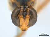 學名:Stauropoctonus bombycivorus (Gravenhorst, 1829)