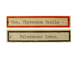 學名:Thyreodon fulvescens Cresson, 1865