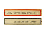 學名:Thyreodon laticinctus Cresson, 1874