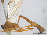 ǦW:Enicospilus dasychirae Cameron, 1905