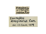 學名:Enicospilus dasychirae Cameron, 1905