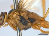 中文種名:雙帶細顎姬蜂學名:Enicospilus bifasciatus (Uchida, 1928)