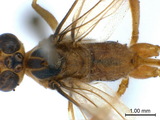 中文種名:雙帶細顎姬蜂學名:Enicospilus bifasciatus (Uchida, 1928)