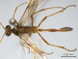 中文種名:雙帶細顎姬蜂學名:Enicospilus bifasciatus (Uchida, 1928)