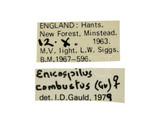 學名:Enicospilus combustus (Gravenhorst, 1829)
