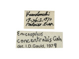 中文種名:同心細顎姬蜂學名:Enicospilus concentralis Cushmam, 1937