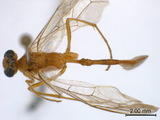 中文種名:紅尾細顎姬蜂學名:Enicospilus erythrocerus (Cameron, 1905)