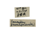 中文種名:黃頭細顎姬蜂學名:Enicospilus flavocephalus (Kirby, 1900)