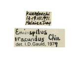 中文種名:扁唇細顎姬蜂學名:Enicospilus iracundus Chiu, 1954