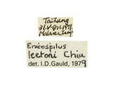 ǦW:Enicospilus laqueatus (Enderlein, 1921)