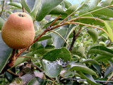 中文種名:中國梨木蝨學名:Cacopsylla chinensis (Yang & Li, 1981)