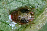 中文種名:中國梨木蝨學名:Cacopsylla chinensis (Yang & Li, 1981)