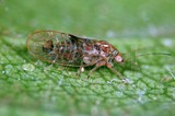 中文種名:中國梨木蝨學名:Cacopsylla chinensis (Yang & Li, 1981)