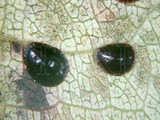 中文種名:黑光硬介殼蟲學名:Parasaissetia nigra (Nietner, 1861)