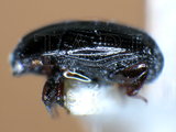 中文種名:閻魔蟲學名:Onthophilus sp.