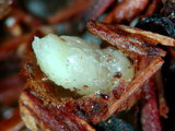 中文種名:煙甲蟲學名:Lasioderma serricorne (Fabricius, 1792)
