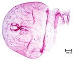 中文種名:甘蔗輪盾介殼蟲學名:Aulacaspis madiunensis (Zhentner, 1898)