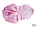 中文種名:甘蔗輪盾介殼蟲學名:Aulacaspis madiunensis (Zhentner, 1898)