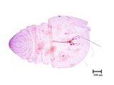 中文種名:檬果輪盾介殼蟲學名:Aulacaspis tubercularis (Newstead, 1906)