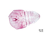 中文種名:檬果輪盾介殼蟲學名:Aulacaspis tubercularis (Newstead, 1906)