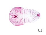 中文種名:檬果輪盾介殼蟲學名:Aulacaspis tubercularis (Newstead, 1906)