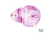 中文種名:檬果輪盾介殼蟲學名:Aulacaspis tubercularis (Newstead, 1906)