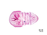 中文種名:檬果輪盾介殼蟲學名:Aulacaspis tubercularis (Newstead, 1906)