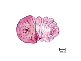 中文種名:月桔輪盾介殼蟲學名:Aulacaspis murrayae Takahashi, 1931