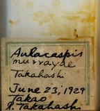 中文種名:月桔輪盾介殼蟲學名:Aulacaspis murrayae Takahashi, 1931